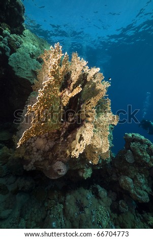Net fire coral and fish in the Red Sea.