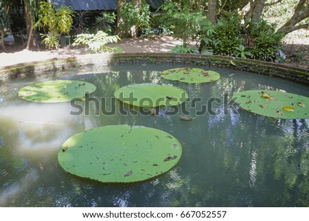 Big lotus leaf on pool,bright tone