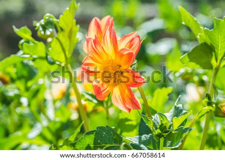 Orange flowers in the park, Thailand.