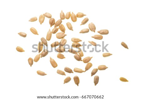 Top view close up photo image on group of peeled sunflower seeds isolated on bright white background, scattered cereal grains