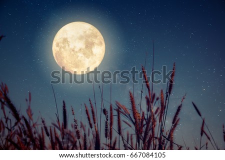Beautiful autumn fantasy - wild flower in fall season and full moon with milky way star in night skies background. Retro style artwork with vintage color tone