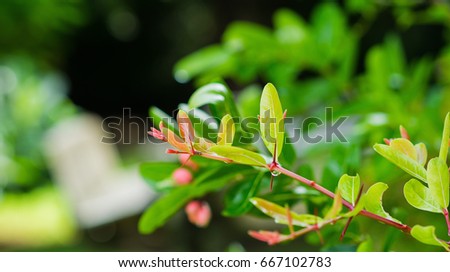 Green leaves natural background  wallpaper 
