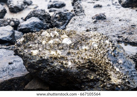 Close of view of real oyster on top muddy rock by the shore