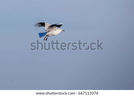 Seagull flying in the blue sky.
