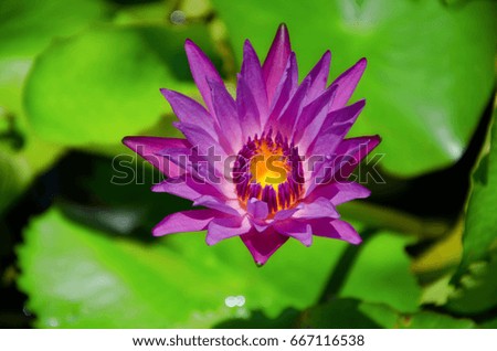 Beautiful lotus. Beauty of nature. Thailand.