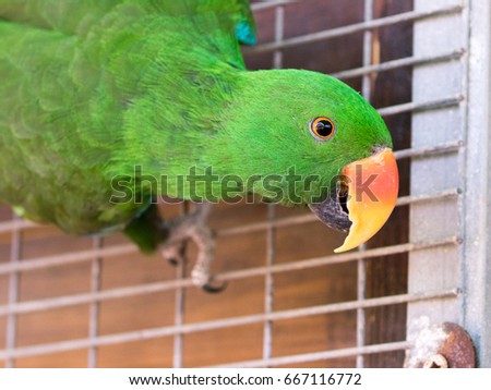 Male of a large green parrot - Eclectus roratus 