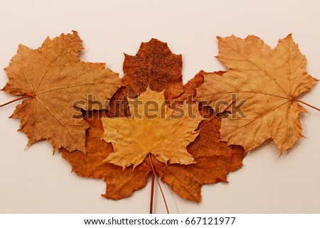 group of dried leaves on white background