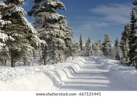 Forest road in winter