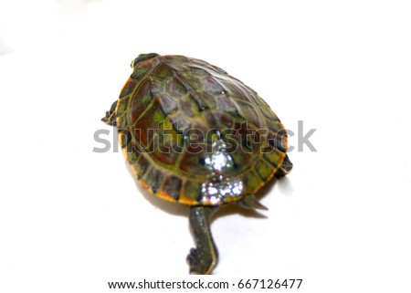 Fresh water turtle on white background
