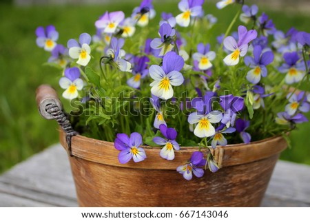 Wild pansy flowers in a rustic basket.
