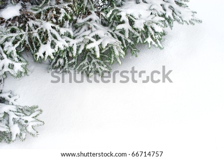 snow fir tree branches under snowfall. framework for text