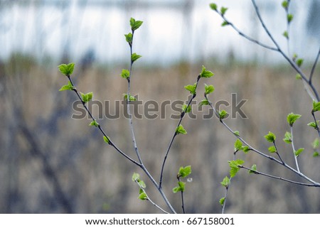 Single birches with small young leaves on a blurry gray, blue background. Green young birch leaves.