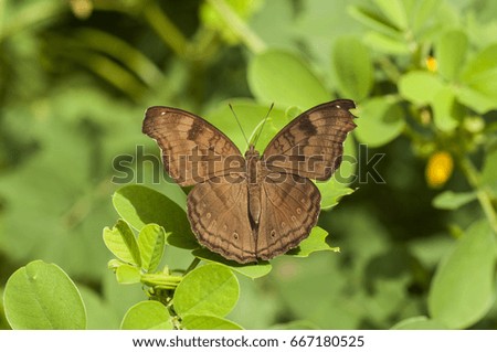 butterfly, moth