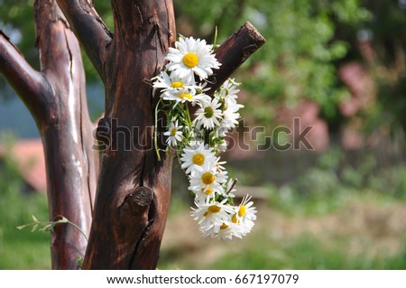 ox-eye-daisy crown hanging on a old dried tree in backround grass summer theme