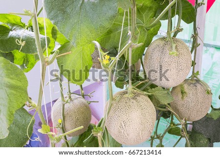Yellow Cantaloupe melons garden