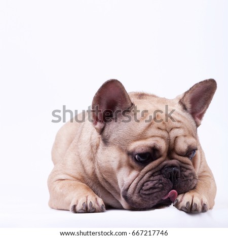 Adorable fawn or brown french bulldog lying on white background and lick his front leg.