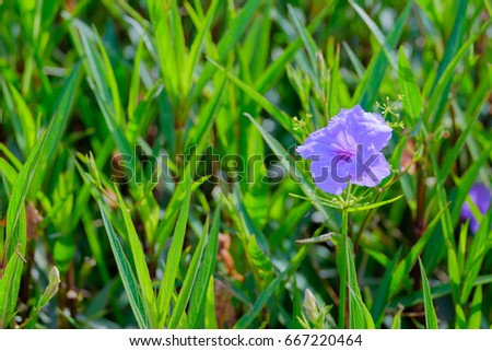 violet flower with green leaf background selective focus and copy space
