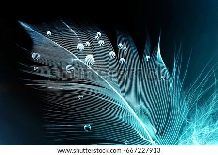 Feather of a bird in droplets of water on a dark background macro. Silhouette of a blue and white feather abstract artistic image for design. Royalty-Free Stock Photo #667227913