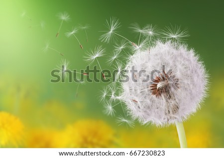 Dandelion flying on green background Royalty-Free Stock Photo #667230823
