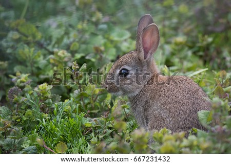 A side profile portrait of a young wild rabbit sitting in a field looking alert
