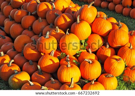  Sunset warm light illuminates all. Autumn holiday - Halloween. Gorgeous orange pumpkin picturesque piles spread out on the grass