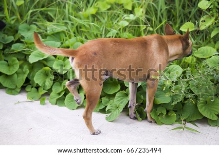 The dog was searching for something in the bushes.