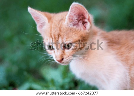 domestic cute yellow kitten in the grass, closeup