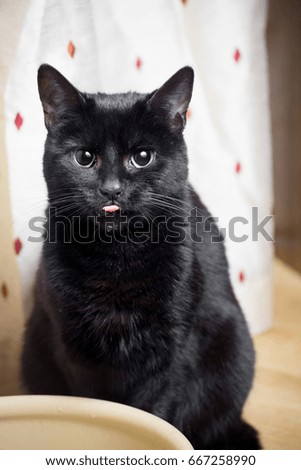 black cat drinking water from a bowl, wet chin