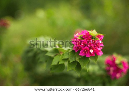 Selective pink flower on tree