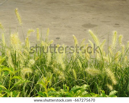 Closeup the weed Knotroot foxtail or Slender pigeon grass ( Setaria geniculata ) The Asian herb floral beautiful flower and green leaves or grass.