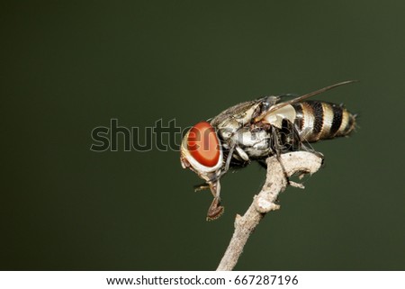Image of a flies (Diptera) on a branch. Insect Animal