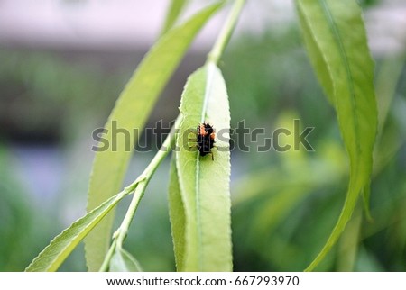 beautiful insect on the leaf ,it is pest of plant.