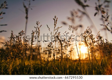 Grass on a background of a blurry sunset, a view from below
