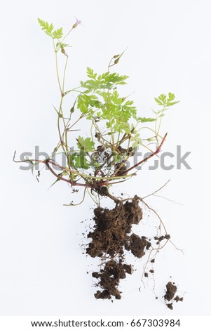 Weed with roots and soilon a white background