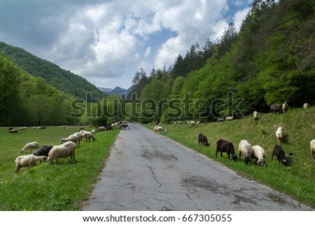 MOUNTAIN VILLAGE ROAD WITH SHEEP WITH NOBODY