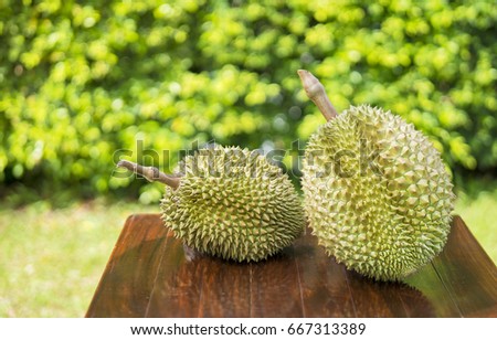 Fresh Mon Thong or Golden Pillow durian, Durian king of tropical fruit in the garden