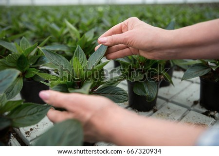 Cropped picture of mature woman standing in greenhouse near plants