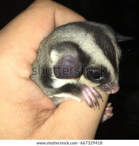 Sugar glider being hold in hand and holding thumb with his tiny paws