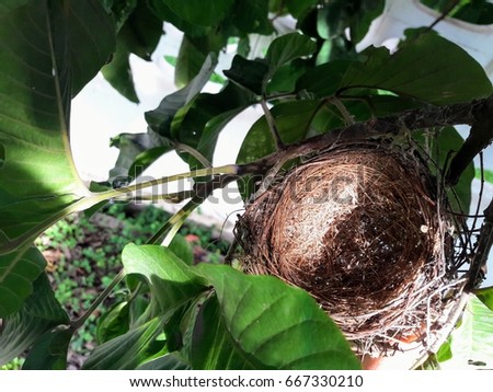 Bird nest with no bird