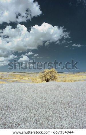 Wheat Field with an Infrared Camera