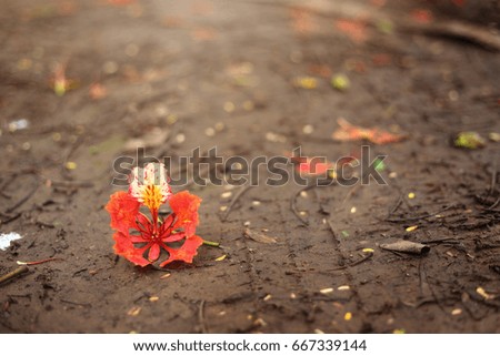 Red flowers on the ground path