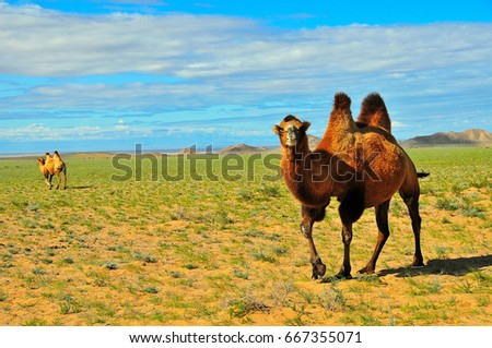 Bactrian camels (Camelus bactrianus) in the in the Gobi desert of Mongolia. Zavkhan province, Mongolia. Royalty-Free Stock Photo #667355071