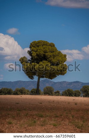 Tree in the middle of the Gorafe desert in Spain
