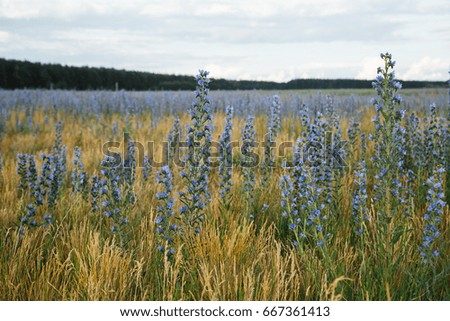 Blue wildflowers, many flowers, Russia flowers, for backgrounds, texture, picture for inscriptions, for desktop...