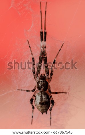 Beautiful spider