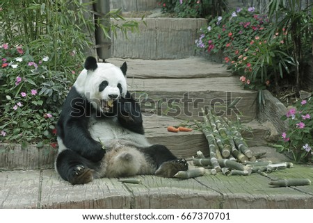 Panda sit eating delicious food full picture.