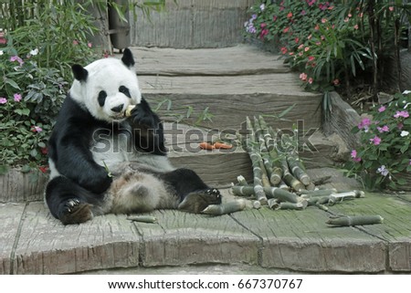 Panda sit eating delicious food full picture.