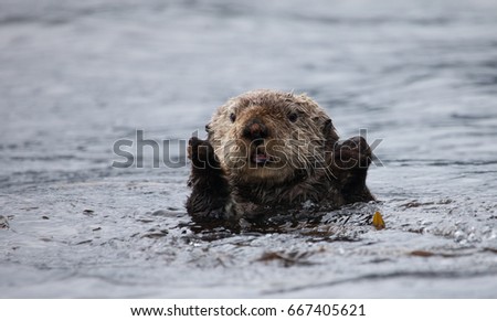 Adorable cute sea otter floating swimming on its back in the ocean water