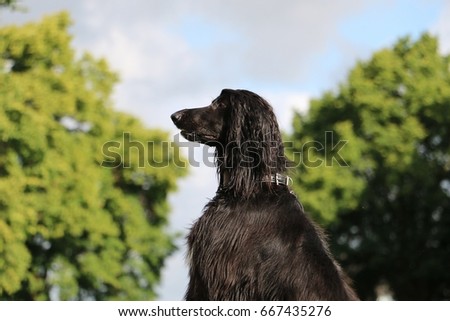 black afghan hound portrait