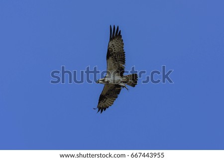 Osprey (Pandion haliaetus) flying on bluesky. wings flying on blue sky.
